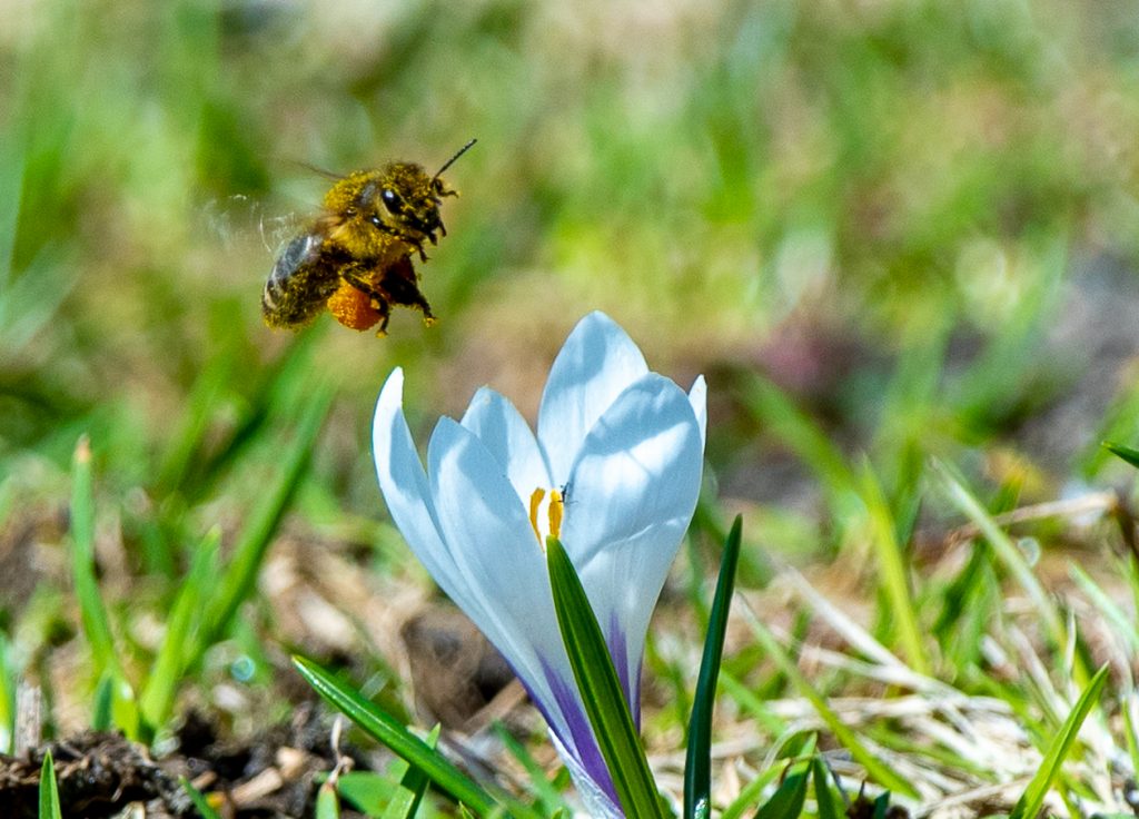 crocus in the spring with a flying bee polinating it. Crocus are bulb flowers